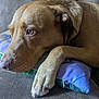 dog, brown_dog, resting, pillow, couch, indoor, pet, close_up, paw, head, calm, thoughtful, fur, animal, canine, relaxing, home, comfort, domestic_animal, snout