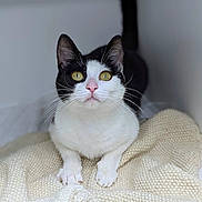 Barsik joined the competition — help win amazing prizes! animal, black_and_white, cat, close_up, cozy, curious, cute, domestic, feline, fur, indoor, knitted_blanket, pet, pink_nose, portrait, resting, soft_light, tabby, whiskers, yellow_eyes