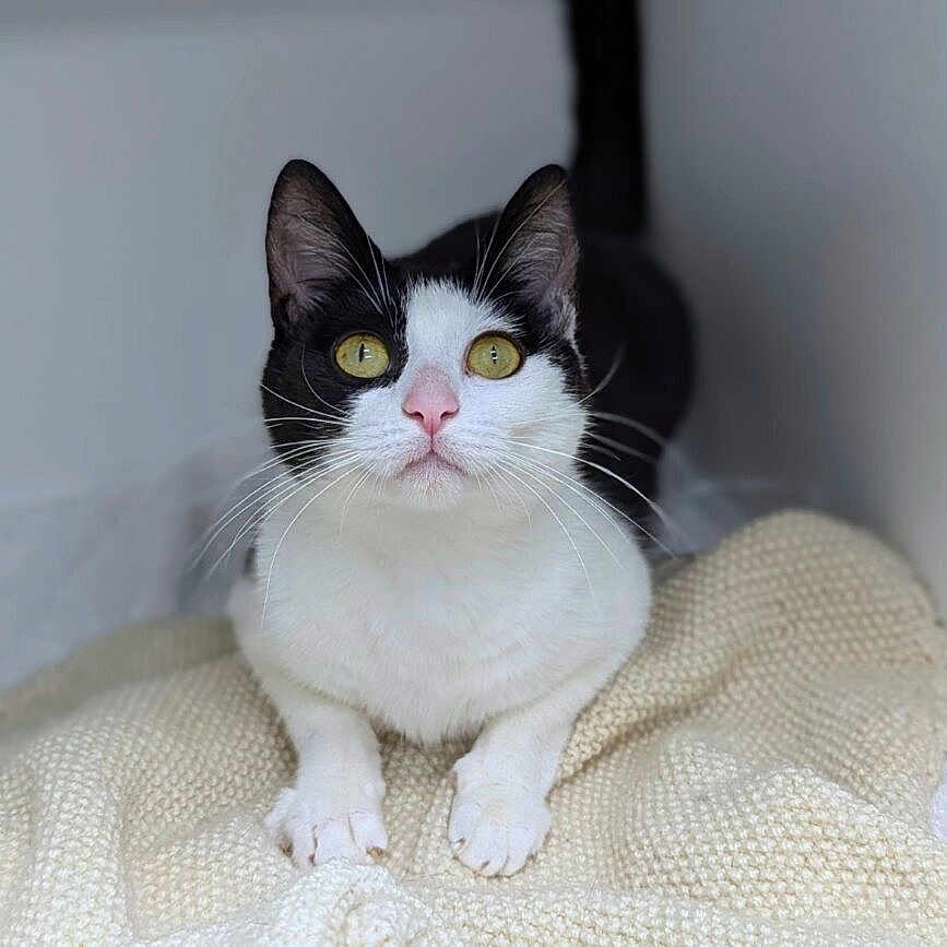 Barsik joined the competition — help win amazing prizes! animal, black_and_white, cat, close_up, cozy, curious, cute, domestic, feline, fur, indoor, knitted_blanket, pet, pink_nose, portrait, resting, soft_light, tabby, whiskers, yellow_eyes