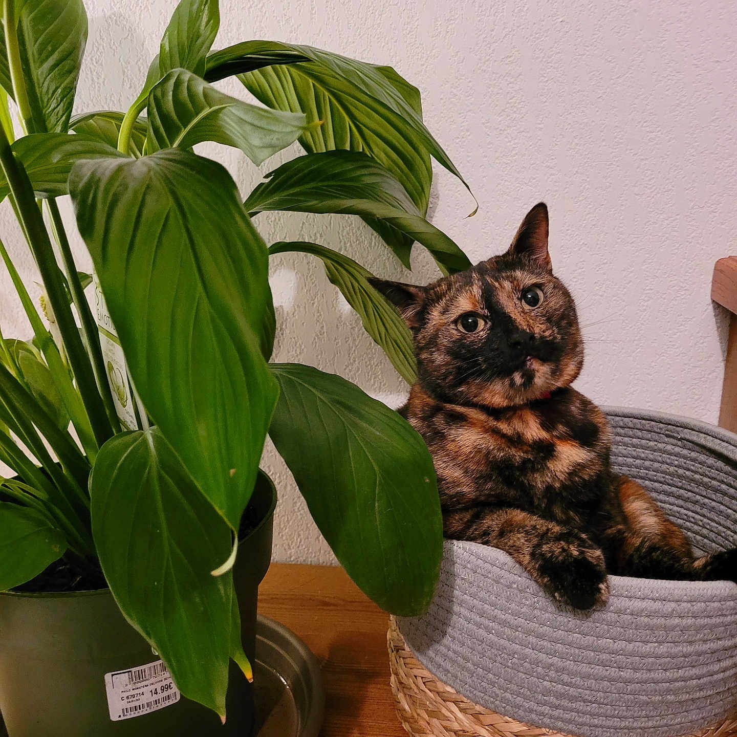 Naya participe au concours pour gagner de l'argent avec cette photo : basket, cat, close_up, cozy, curious, domestic_animal, ears, feline, fur, green_leaves, home_decor, indoor, pet, plant, potted_plant, relaxed, tortoiseshell_cat, wall, whiskers, wooden_table