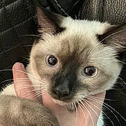 Cleo is registered to the contest to win money with this photo: cat, siamese, blue_eyes, close_up, pet, animal, paw, whiskers, hand, fur, indoor, leather, curious, cute, mammal, domestic, face, holding, portrait, feline