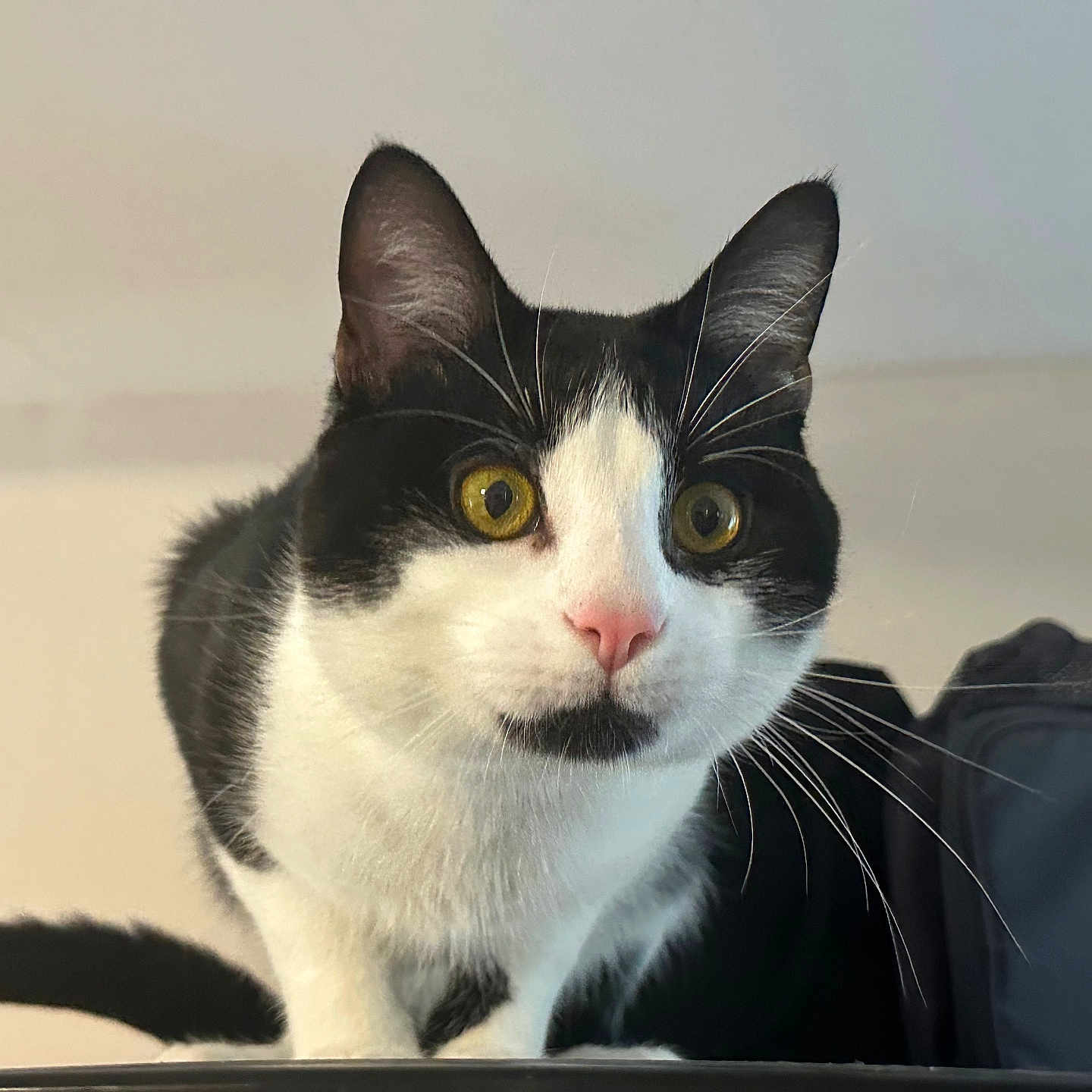 Loki joined the competition — help win amazing prizes! cat, black_and_white, animal, pet, whiskers, curious, close_up, indoor, feline, ears, tail, face, eyes, nose, fur, domestic_animal, mammal, looking, portrait, household