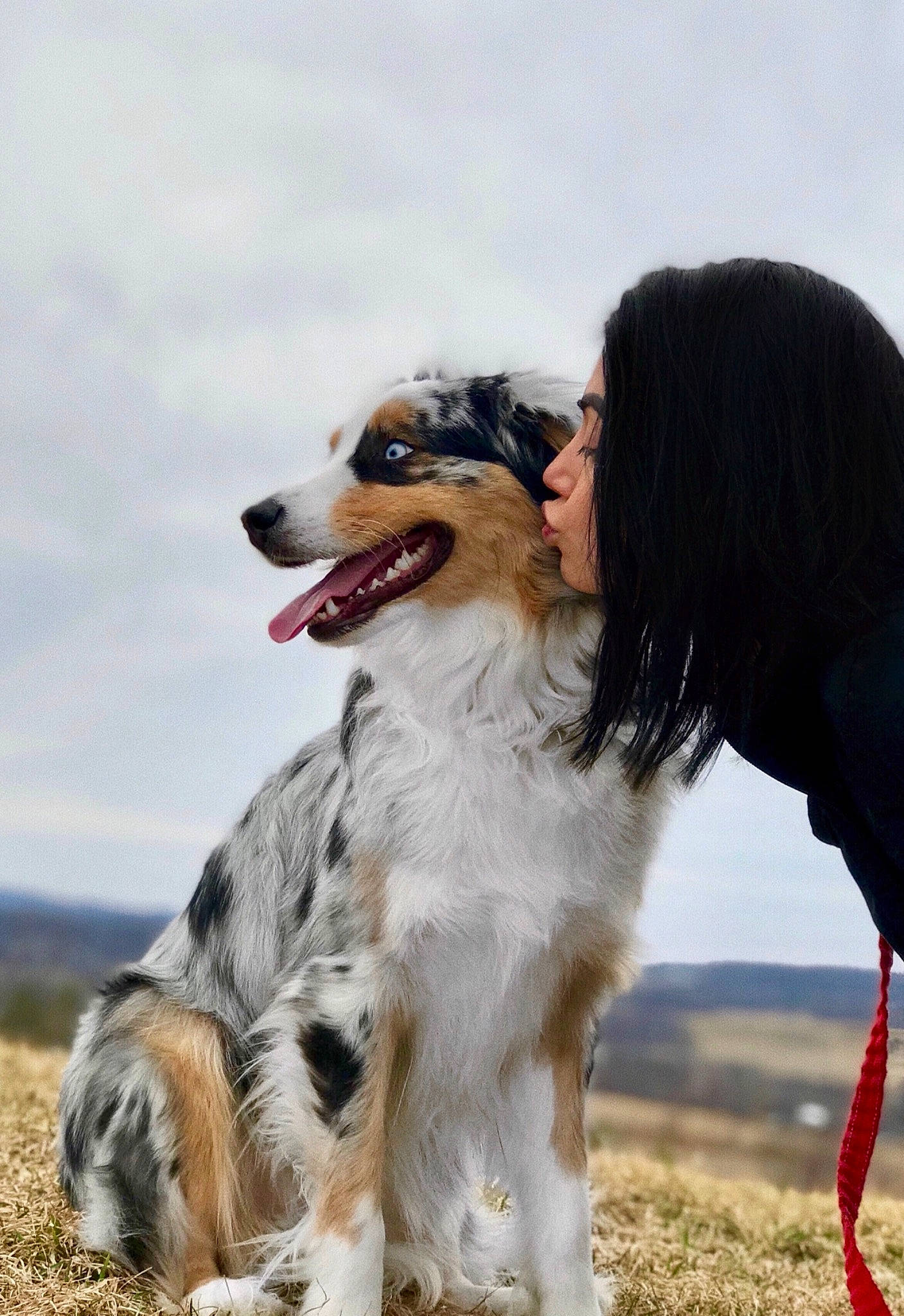 Koda joined the competition — help win amazing prizes! australian_shepherd, canidae, carnivore, companion_dog, dog, dog_breed, fur, herding_dog, jaw, love, mammal, organ, snout, sporting_group, tongue, vertebrate, working_animal
