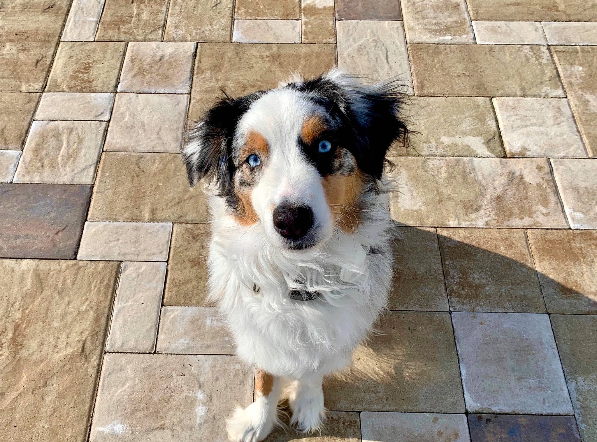 Koda joined the competition — help win amazing prizes! aidi, australian_collie, australian_shepherd, carnivore, cobblestone, companion_dog, dog, dog_breed, floor, flooring, fur, herding_dog, miniature_australian_shepherd, snout, sporting_group, tile, tile_flooring, whiskers, working_animal, working_dog