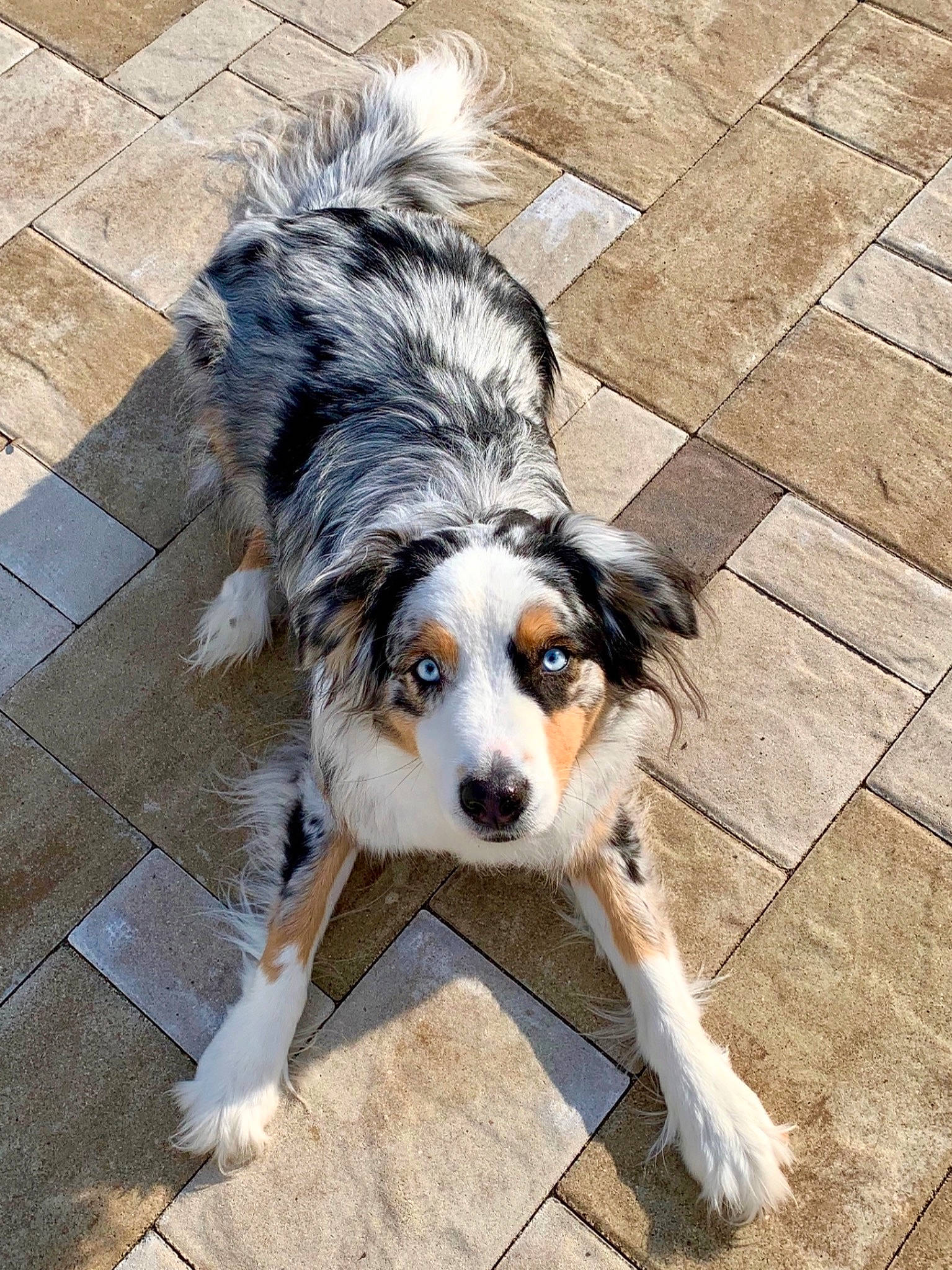 Koda is registered to the contest to win money with this photo: australian_shepherd, canidae, carnivore, companion_dog, dog, dog_breed, dog_supply, floor, flooring, fur, herding_dog, mammal, natural_material, pet_supply, snout, sporting_group, tile, whiskers, working_animal, working_dog