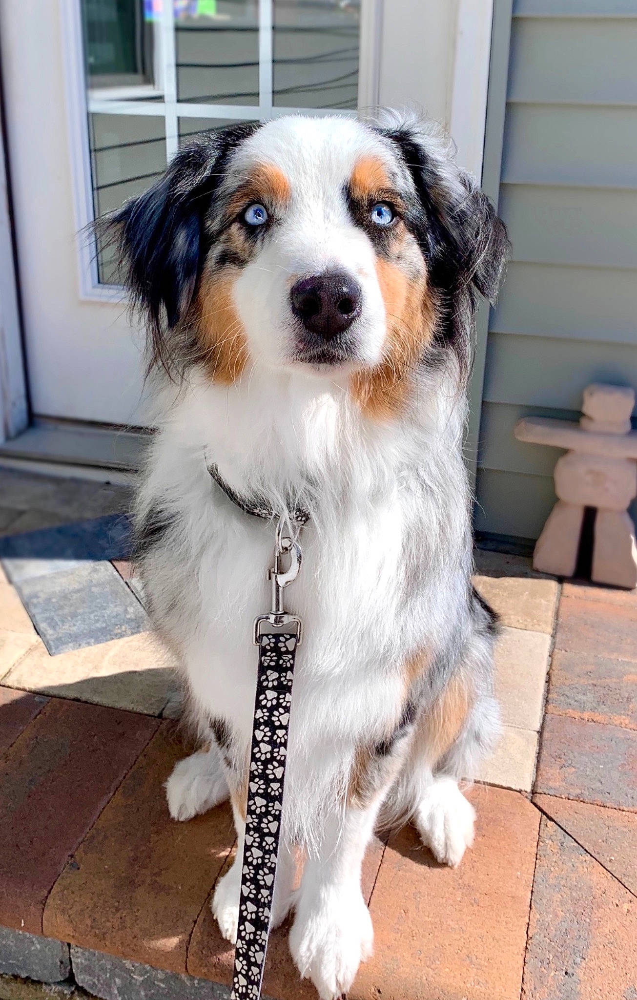Koda joined the competition — help win amazing prizes! canidae, carnivore, collar, companion_dog, dog, dog_breed, fawn, floor, flooring, fur, iris, snout, sporting_group, stool, tail, tile, whiskers, working_animal