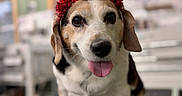 Clementine Rose is registered to the contest to win money with this photo: animal, beagle, birthday, black_nose, brown_and_white, canine, celebration, closeup, cute, dog, ears, face, fur, happy, headband, indoor, pet, portrait, table, tongue_out