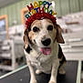 Clementine Rose is registered to the contest to win money with this photo: dog, beagle, birthday, headband, tongue_out, pet, indoor, table, celebration, animal, cute, happy, closeup, canine, fur, ears, black_nose, brown_and_white, face, portrait