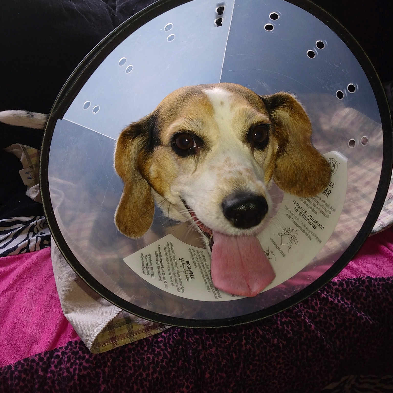 Clementine Rose is registered to the contest to win money with this photo: canidae, carnivore, circle, companion_dog, dog, dog_breed, dog_supply, pet_supply, snout, sporting_group, working_animal