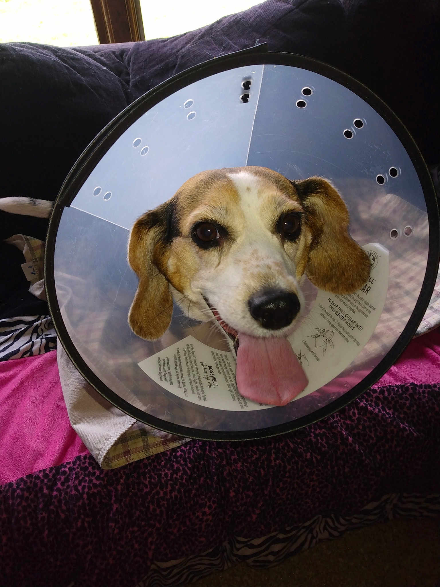 Clementine Rose is registered to the contest to win money with this photo: canidae, carnivore, circle, companion_dog, dog, dog_breed, dog_supply, pet_supply, snout, sporting_group, working_animal