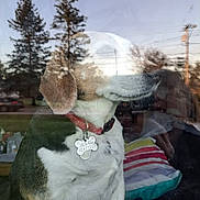 Clementine Rose is registered to the contest to win money with this photo: dog, beagle, collar, pet_tag, window, reflection, trees, outdoor, indoor, glass, person_reflection, power_lines, sky, pillow, striped_pillow, seated, fur, animal, domestic_animal, canine