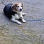 dog, beagle, leash, pavement, outdoor, pet, animal, canine, quiet, resting, collar, sidewalk, tied, alone, daytime, fur, ears, muzzle, four_legs, nature