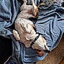 dog, beagle, lying_down, blanket, blue_blanket, pillow, floral_pattern, indoor, carpet, relaxed, pet, sleeping, collar, fur, animal, cute, cozy, resting, paw, snout