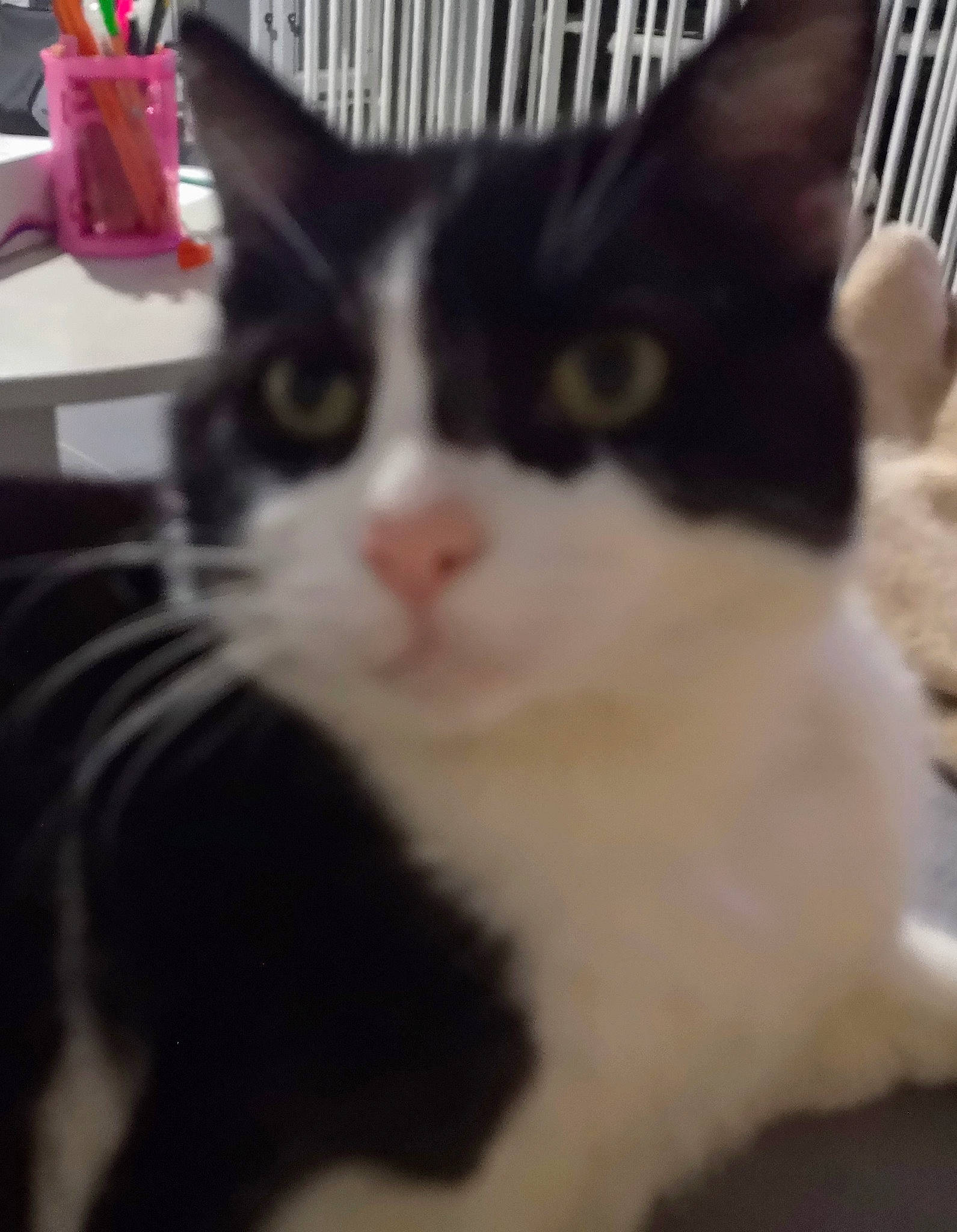 Malice a rejoint le concours — aidez-le/la à gagner de superbes lots ! aegean_cat, american_wirehair, asian, black_and_white, carnivore, cat, domestic_short_haired_cat, ear, european_shorthair, eye, felidae, fur, kitten, mammal, polydactyl_cat, small_to_medium_sized_cats, snapshot, snout, vertebrate, whiskers