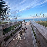 Gilly is registered to the contest to win money with this photo: dog, dalmatian, spotted_dog, pet, beach, ocean, seaside, boardwalk, wooden_walkway, dunes, beach_grass, palm_leaves, blue_sky, clouds, summer, outdoors, nature, leash, harness, tongue_out