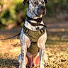 Gilly joined the competition — help win amazing prizes! dog, canine, speckled_coat, blue_heeler, mixed_breed, sitting, outdoor, portrait, harness, collar, leash, grass, park, nature, sunlight, bokeh, serious_expression, floppy_ears, short_hair, pet