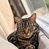 cat, tabby, green_eyes, close_up, relaxed, window, indoor, pet, feline, whiskers, fur, portrait, animal, cute, resting, cozy, domestic_cat, soft_light, focus, blurred_background