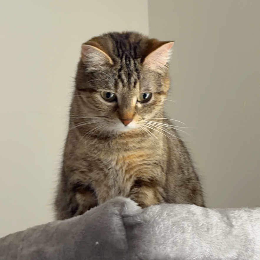 Lulu