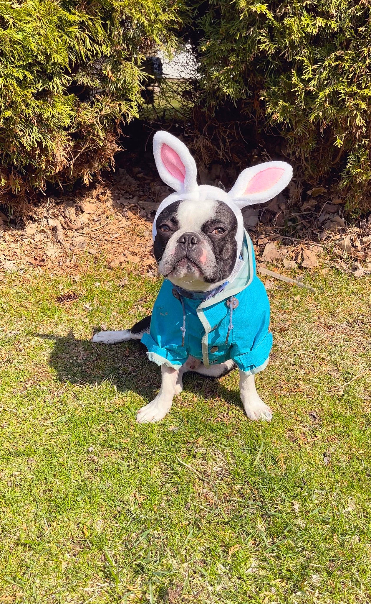 Hamlet joined the competition — help win amazing prizes! carnivore, collar, companion_dog, dog, dog_breed, dog_clothes, dog_collar, dog_supply, ear, electric_blue, fashion_accessory, fawn, grass, plant, snout, tail, terrestrial_animal, toy_dog, tree, working_animal