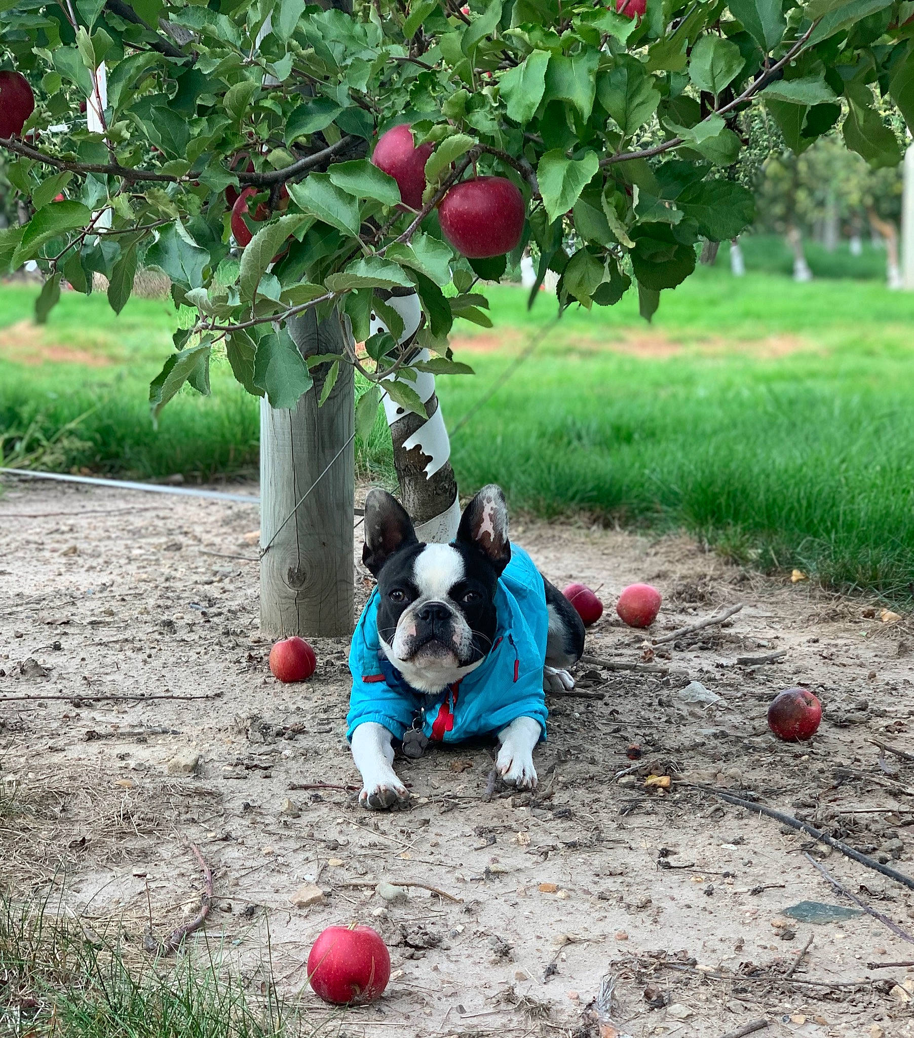 Hamlet joined the competition — help win amazing prizes! apple, ball, carnivore, companion_dog, dog, dog_breed, dog_supply, fawn, flowering_plant, football, fruit, grass, green, natural_foods, plant, snout, soil, sports, sports_equipment, tree