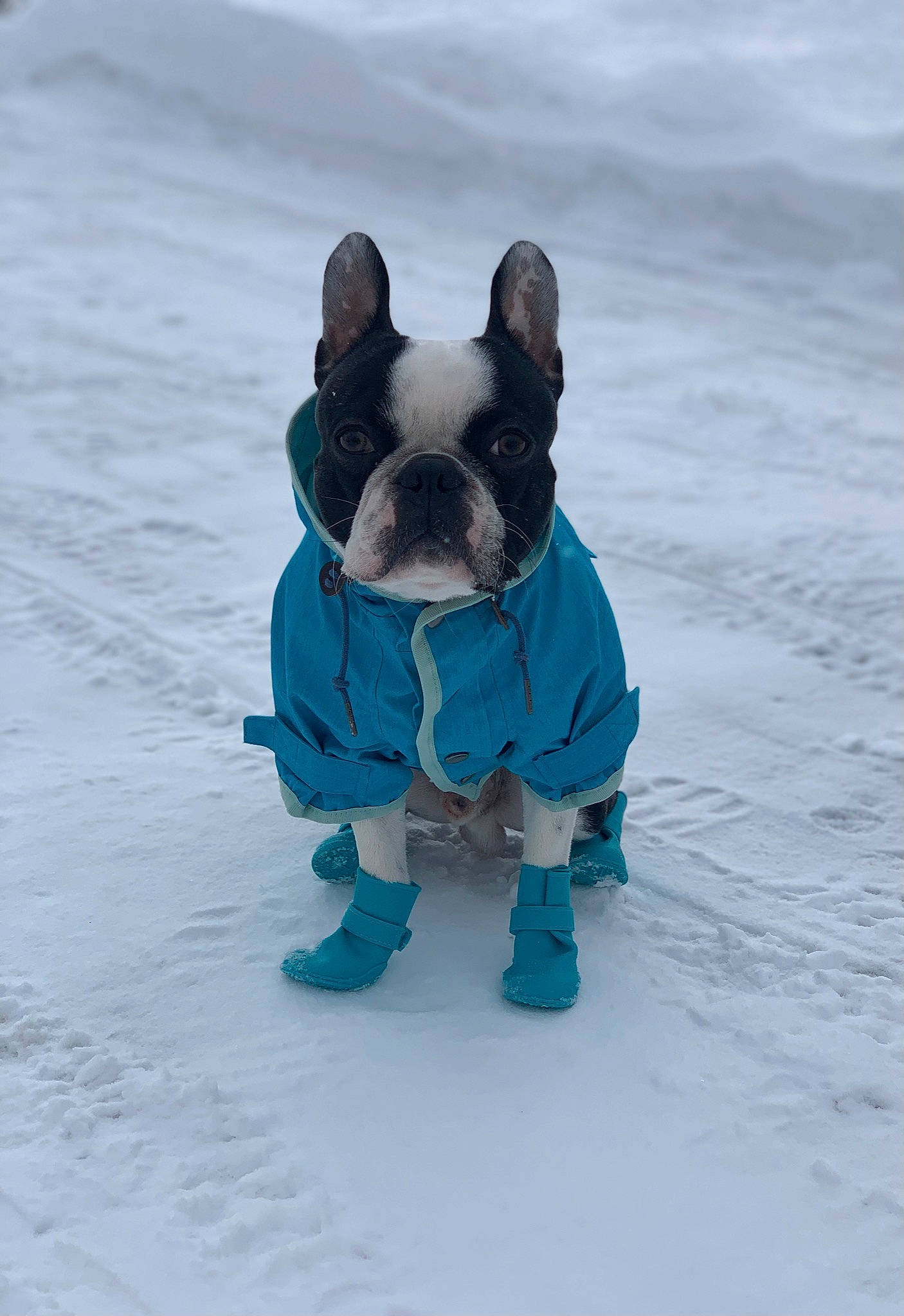 Hamlet is registered to the contest to win money with this photo: bulldog, canidae, carnivore, collar, companion_dog, dog, dog_breed, dog_clothes, dog_collar, dog_supply, electric_blue, fawn, freezing, pet_supply, pug, snout, snow, sporting_group, toy_dog, working_animal
