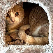 Molly is registered to the contest to win money with this photo: cat, orange_cat, white_cat, pet, animal, cozy, fur, tail, curled_tail, bed, cave, indoor, cute, relaxed, resting, looking, feline, soft_texture, warm_lighting, curious