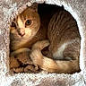 cat, orange_cat, white_cat, pet, animal, cozy, fur, tail, curled_tail, bed, cave, indoor, cute, relaxed, resting, looking, feline, soft_texture, warm_lighting, curious