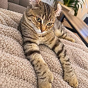 Sitka a rejoint le concours — aidez-le/la à gagner de superbes lots ! cat, tabby, feline, pet, animal, striped_fur, green_eyes, close_up, portrait, relaxed, lying_down, stretching, paws, whiskers, indoors, blanket, couch, houseplant, flowers, cozy