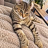 cat, tabby, feline, pet, animal, striped_fur, green_eyes, close_up, portrait, relaxed, lying_down, stretching, paws, whiskers, indoors, blanket, couch, houseplant, flowers, cozy
