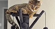 Sitka participe au concours pour gagner de l'argent avec cette photo : animal, cat, cat_tree, feline, folded_ears, green_eyes, hanging_toy, home, indoors, lying_down, pet, playful, portrait, relaxed, scratching_post, striped_fur, tabby, tail, toy_ball, whiskers