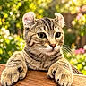 Sitka participe au concours pour gagner de l'argent avec cette photo : cat, tabby, animal, pet, feline, whiskers, paws, fur, striped_fur, blue_eyes, close_up, portrait, outdoor, garden, nature, sunlight, bokeh, wooden_ledge, cute, funny