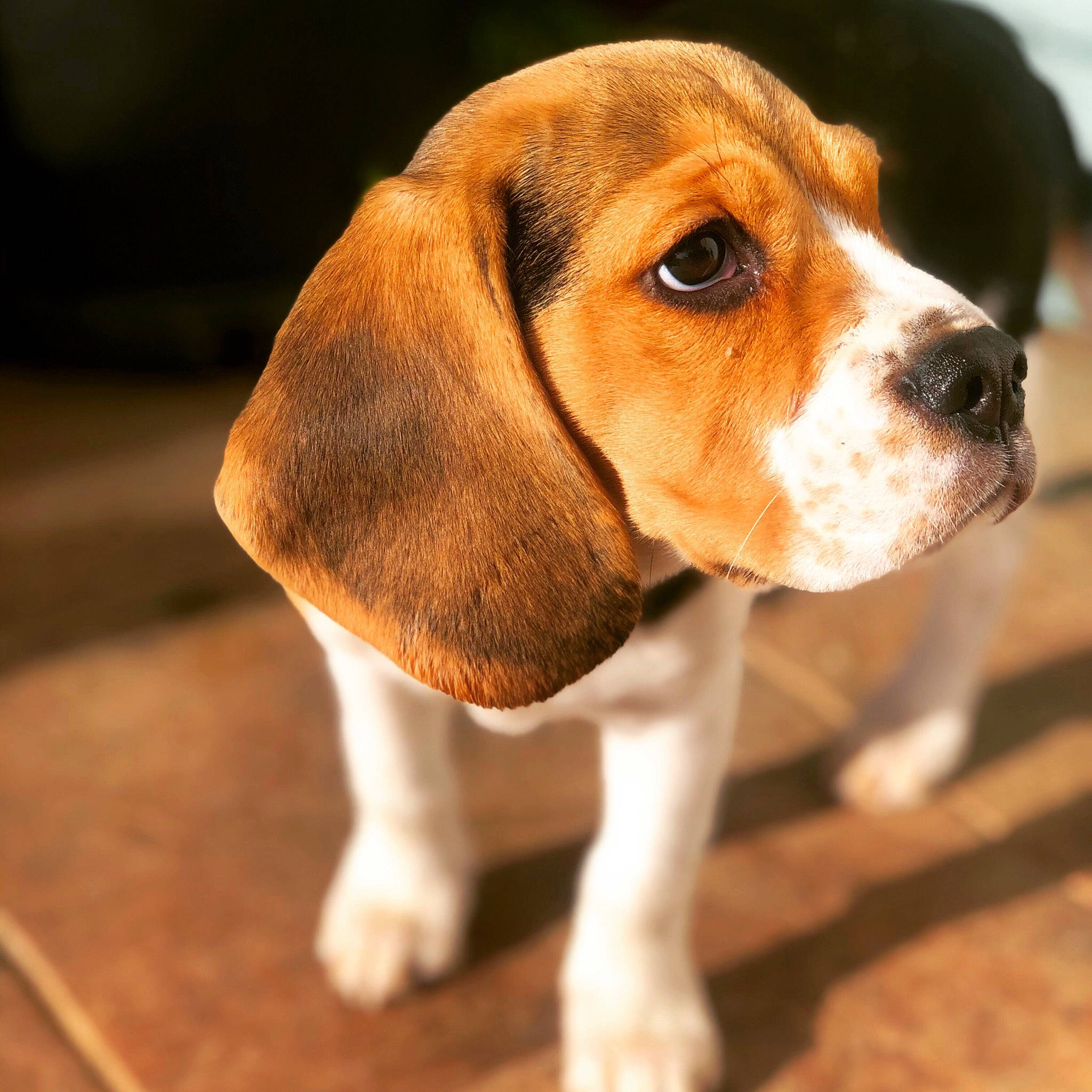 Rolly participe au concours pour gagner de l'argent avec cette photo : american_foxhound, beagle, beaglier, brown, canidae, carnivore, companion_dog, dog, dog_breed, fawn, floor, hound, liver, scent_hound, snout, tan, vertebrate, whiskers, working_animal, working_dog