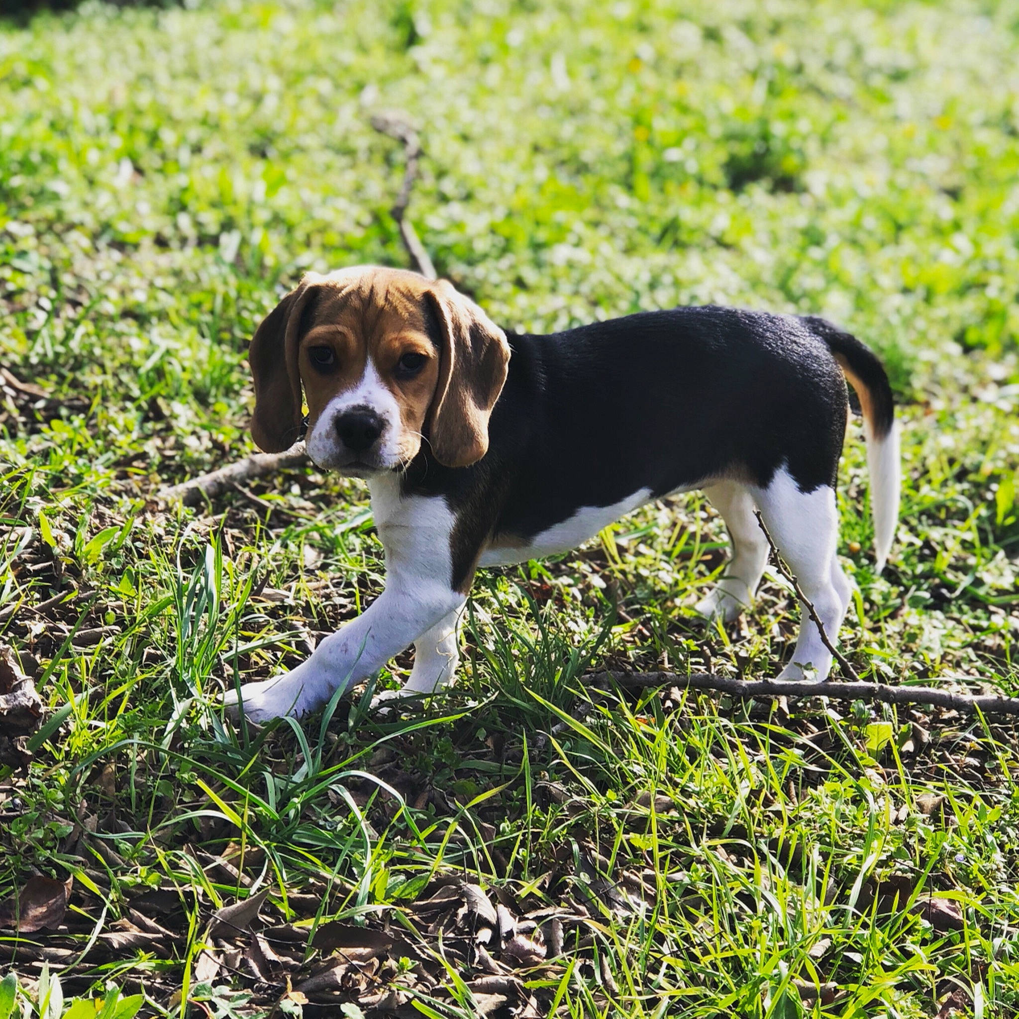 Rolly a rejoint le concours — aidez-le/la à gagner de superbes lots ! american_foxhound, beagle, canidae, carnivore, companion_dog, dog, dog_breed, grass, groundcover, hound, liver, puppy, scent_hound, snout, sporting_group, tail, terrestrial_animal, working_animal, working_dog