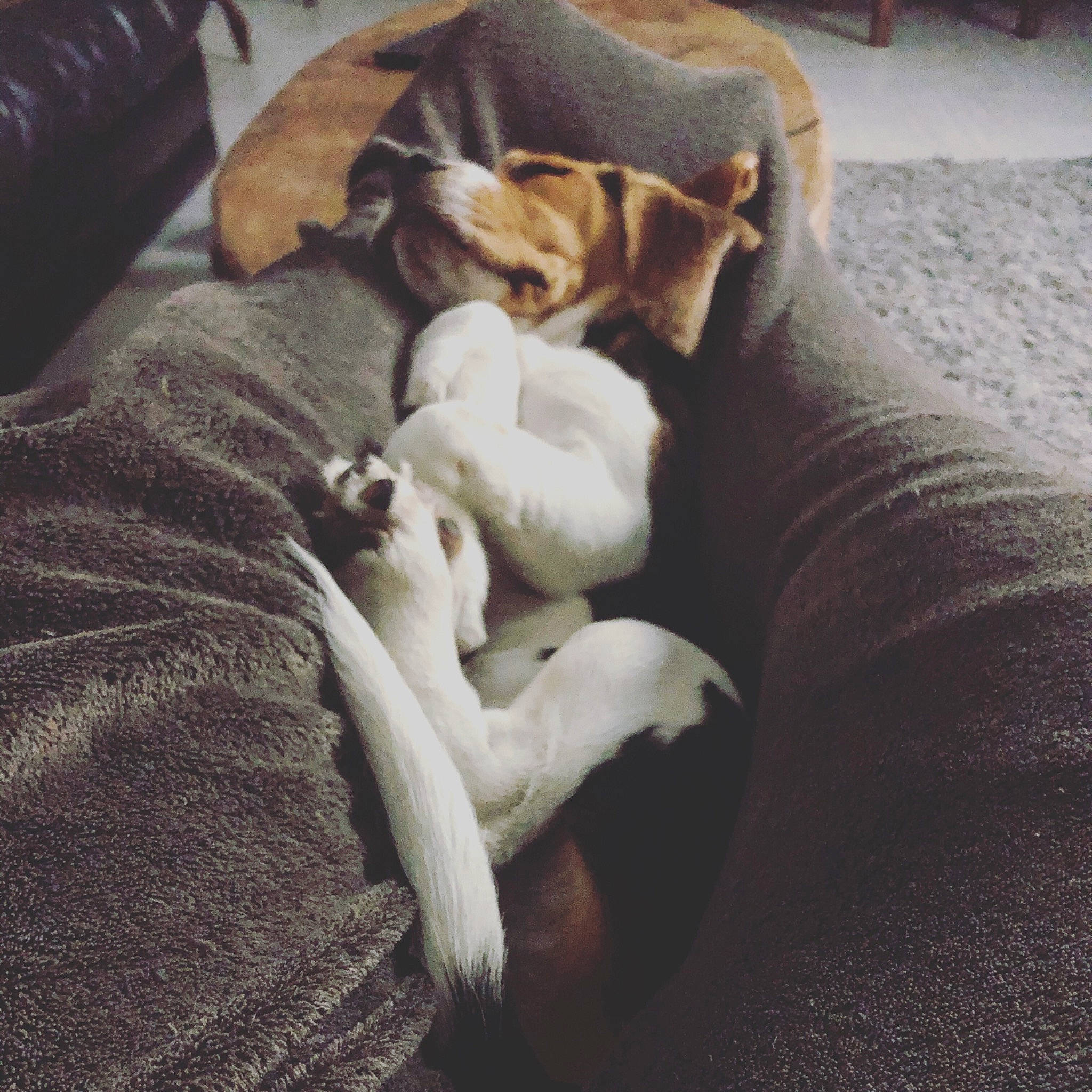 Rolly a rejoint le concours — aidez-le/la à gagner de superbes lots ! blanket, canidae, carnivore, comfort, companion_dog, dog, dog_bed, dog_breed, dog_supply, fawn, living_room, nap, sleep, sporting_group, working_animal, working_dog