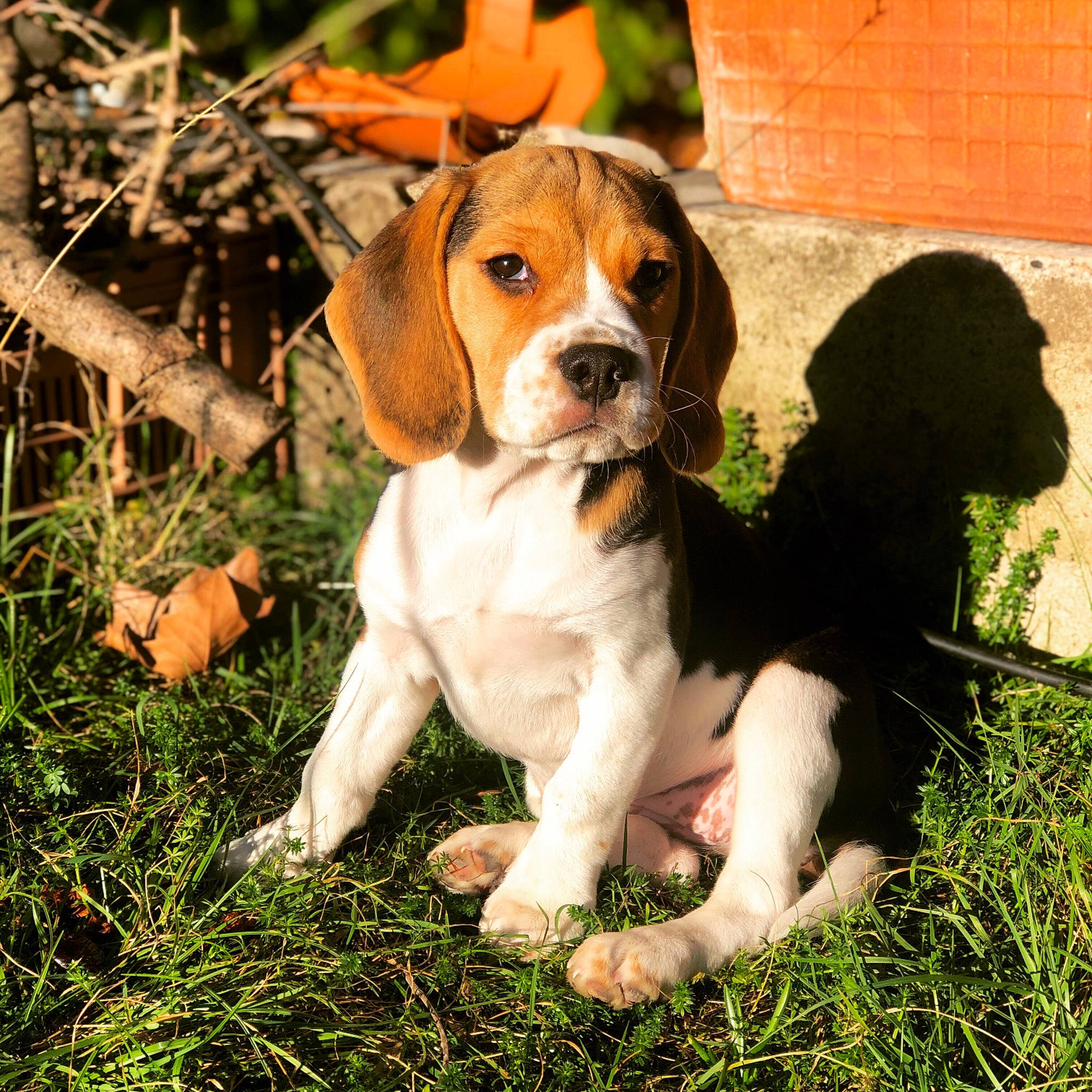 Rolly participe au concours pour gagner de l'argent avec cette photo : beagle, beaglier, canidae, carnivore, companion_dog, dog, dog_breed, fawn, gun_dog, hound, hunting_dog, liver, puppy, scent_hound, snout, sporting_group, working_animal, working_dog