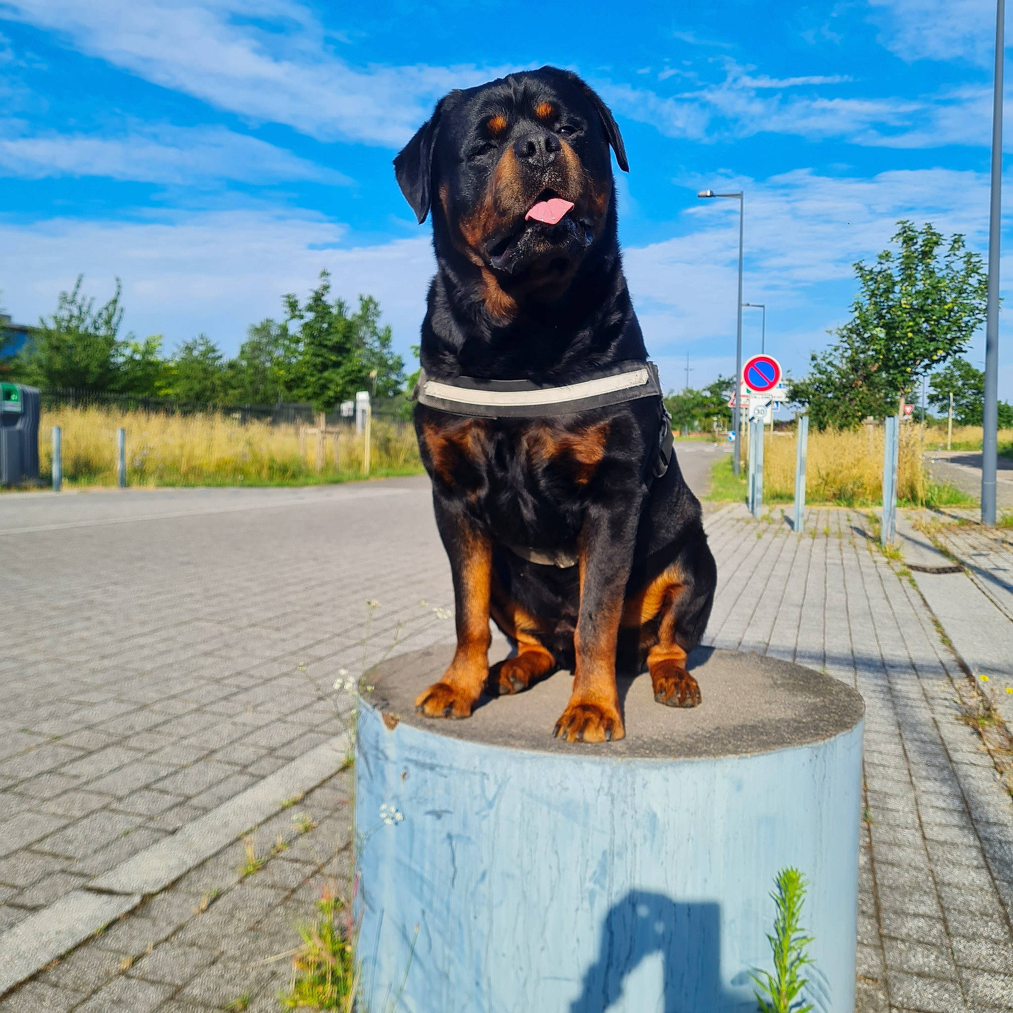 Narcos participe au concours pour gagner de l'argent avec cette photo : asphalt, canidae, carnivore, cloud, collar, companion_dog, dog, dog_breed, dog_collar, fawn, gas, pet_supply, plant, road_surface, rottweiler, sky, snout, sporting_group, tree, working_animal