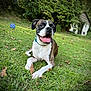 dog, brindle, white, grass, outdoor, leaves, tongue_out, collar, happy, pet, canine, nature, lawn, sunlight, sitting, yard, shed, greenery, animal, playful