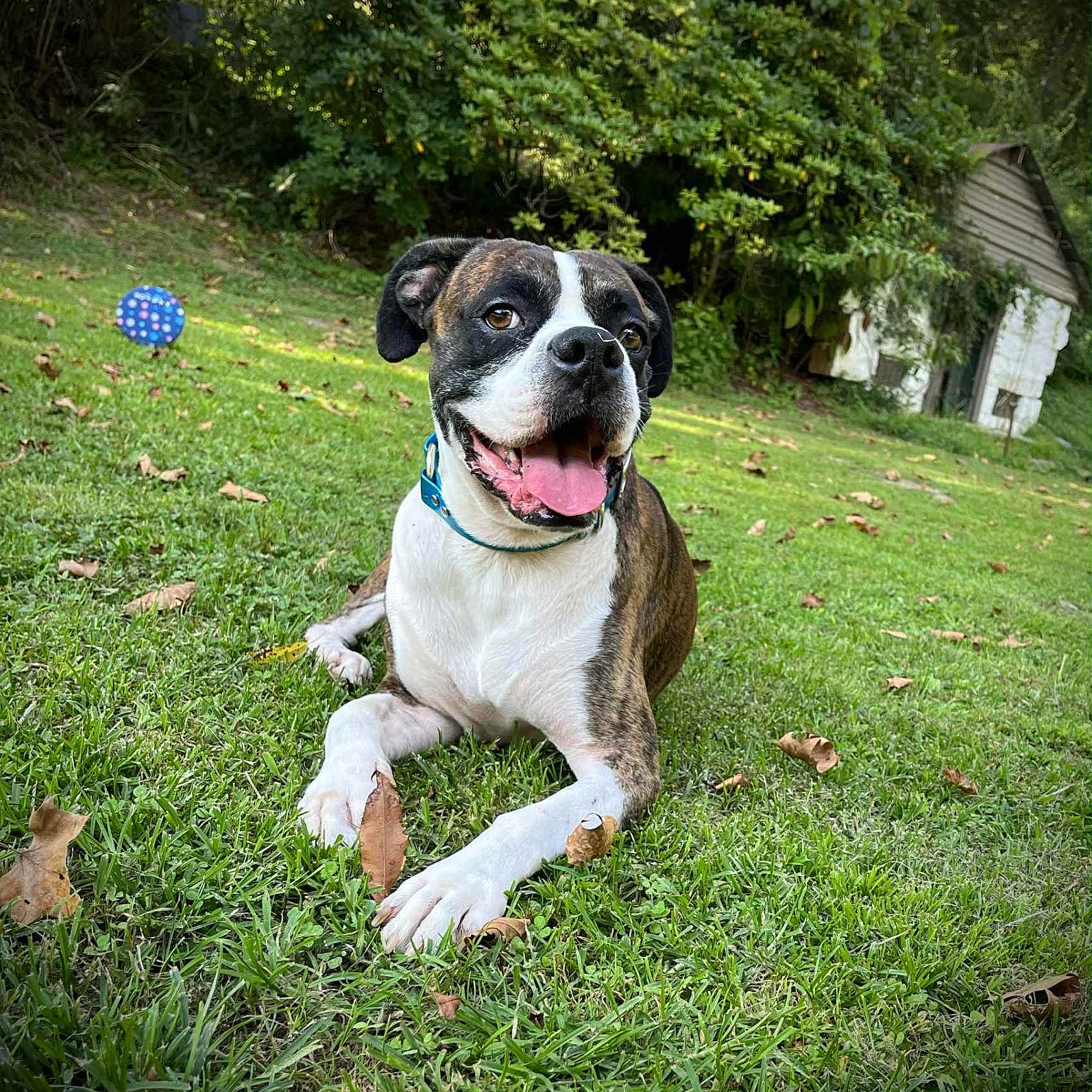 Max joined the competition — help win amazing prizes! animal, brindle, canine, collar, dog, grass, greenery, happy, lawn, leaves, nature, outdoor, pet, playful, shed, sitting, sunlight, tongue_out, white, yard
