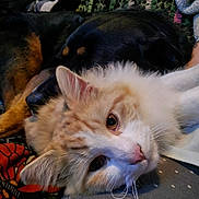 Oscar joined the competition — help win amazing prizes! cat, dog, animal, pet, fluffy, lying_down, blanket, close_up, indoor, cozy, resting, companion, fur, white, cream, black, tan, person, arm, patterned_blanket