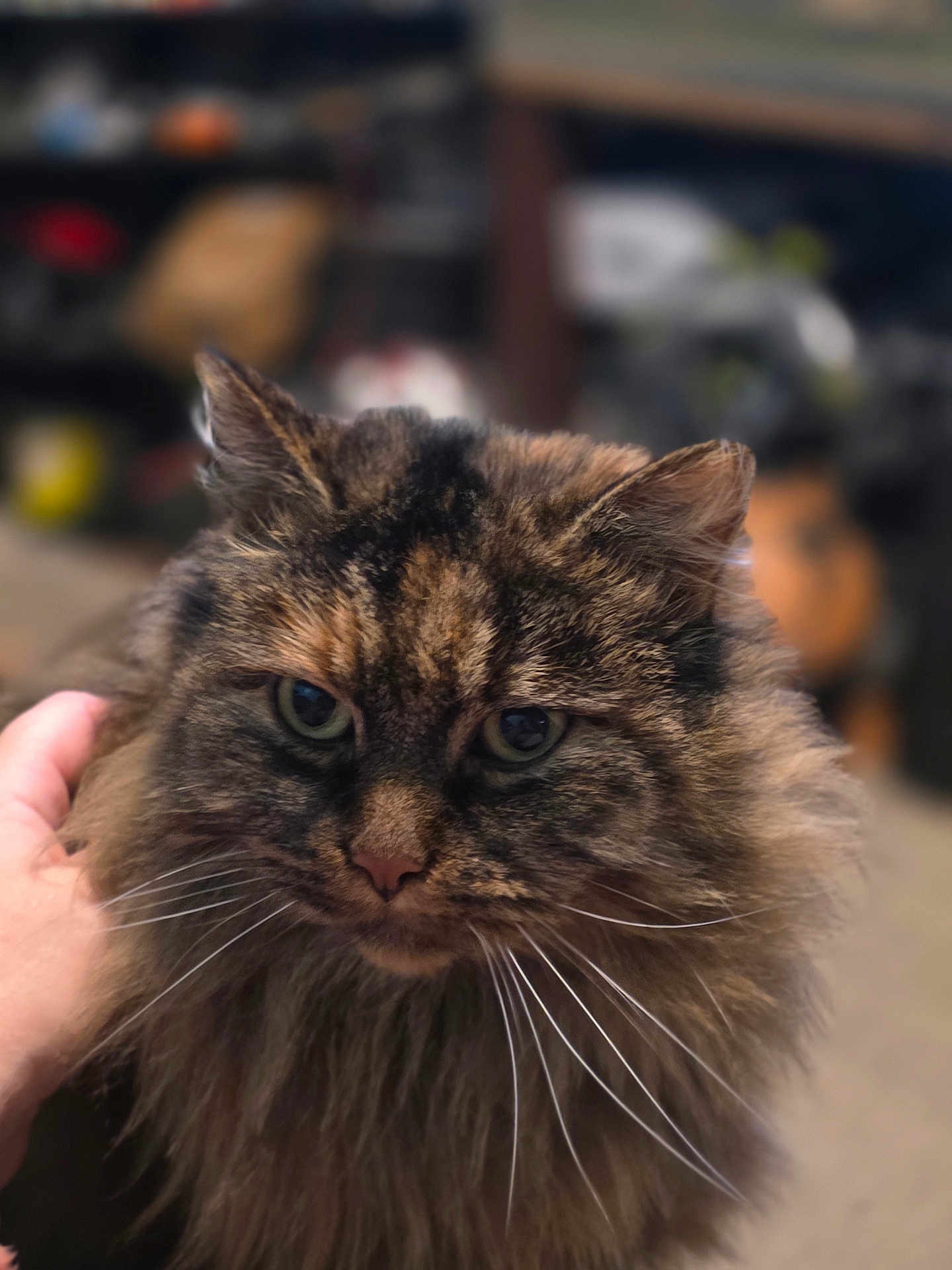 Maddie is registered to the contest to win money with this photo: cat, tabby, long_hair, whiskers, pet, hand, fur, animal, close_up, domestic_animal, feline, portrait, indoor, mammal, cute, eyes, face, blurred_background, calm, friendly