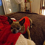Horacio participe au concours pour gagner de l'argent avec cette photo : dog, small_dog, red_sweater, blanket, bed, indoor, cozy, pet, fur, ears, looking, resting, home_decor, plant, warm_lighting, curious_eyes, comfort, furniture, relaxed, animal