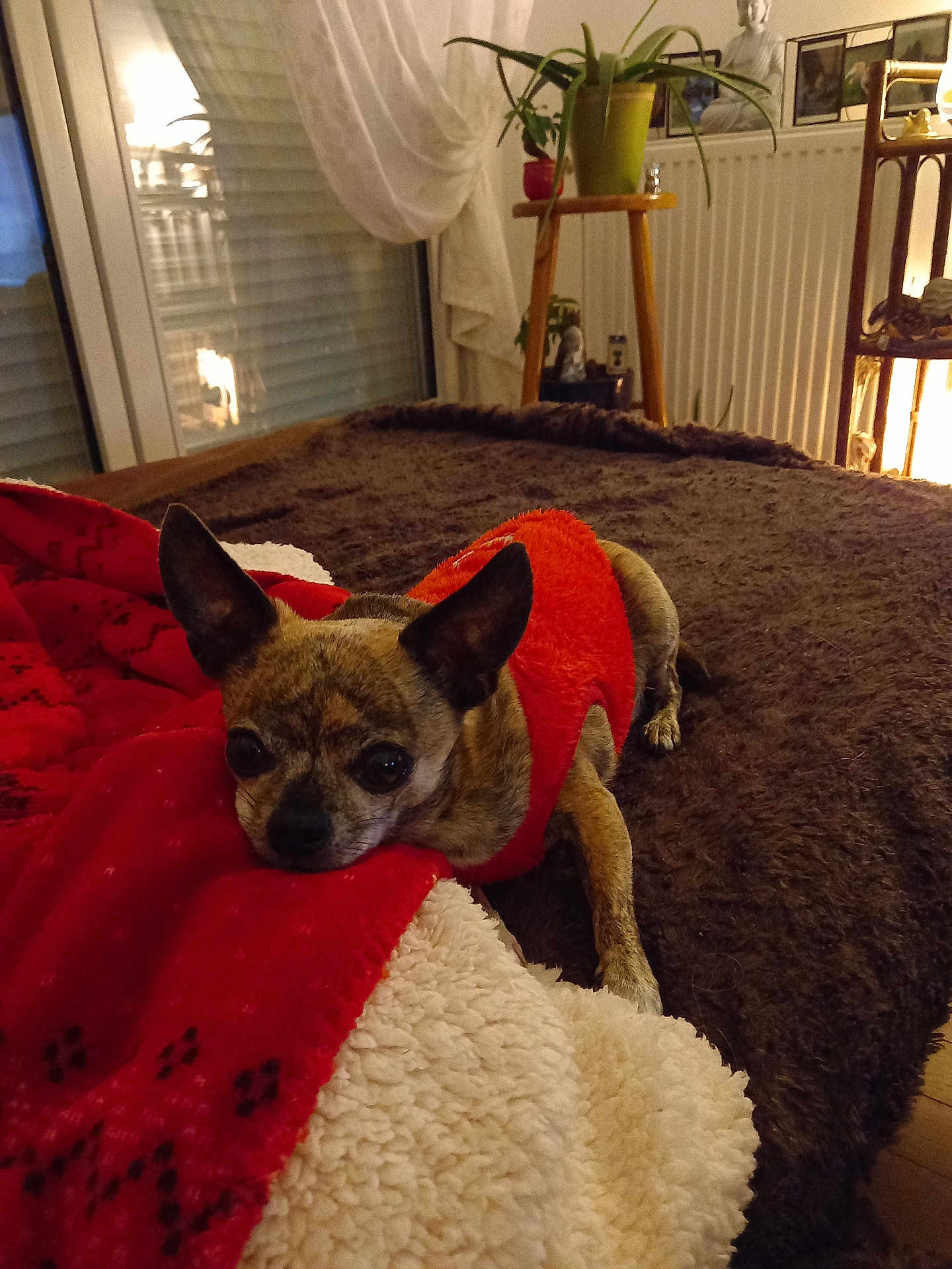Horacio participe au concours pour gagner de l'argent avec cette photo : dog, small_dog, red_sweater, blanket, bed, indoor, cozy, pet, fur, ears, looking, resting, home_decor, plant, warm_lighting, curious_eyes, comfort, furniture, relaxed, animal