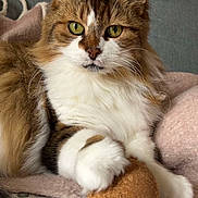 Galatée participe au concours pour gagner de l'argent avec cette photo : cat, fluffy, green_eyes, paw, ball, cork, blanket, cozy, indoor, feline, pet, cute, relaxed, fur, whiskers, closeup, sitting, home, comfort, animal