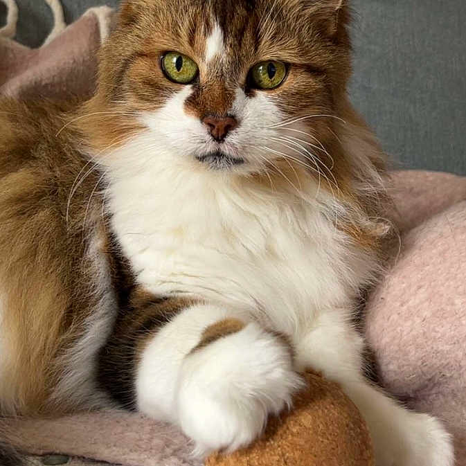 Galatée participe au concours pour gagner de l'argent avec cette photo : animal, ball, blanket, cat, closeup, comfort, cork, cozy, cute, feline, fluffy, fur, green_eyes, home, indoor, paw, pet, relaxed, sitting, whiskers
