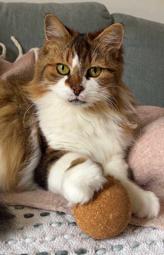Galatée participe au concours pour gagner de l'argent avec cette photo : cat, fluffy, green_eyes, paw, ball, cork, blanket, cozy, indoor, feline, pet, cute, relaxed, fur, whiskers, closeup, sitting, home, comfort, animal