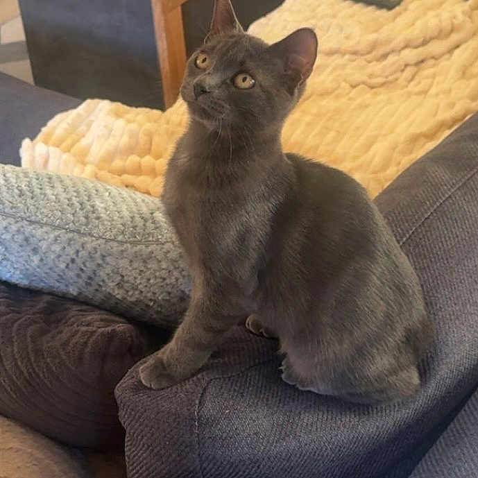 Stitch a rejoint le concours — aidez-le/la à gagner de superbes lots ! cat, gray_cat, pet, animal, sitting, sofa, couch, living_room, indoors, furniture, blanket, pillow, table, drinks, bottle, glass, remote_control, home, portrait, alert