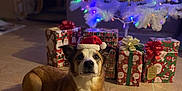 Ruby Rose joined the competition — help win amazing prizes! animal, canine, celebration, christmas, christmas_tree, decorations, dog, festive, floor, gift_box, holiday, holiday_season, indoor, lights, pet, presents, red, santa_hat, tile, white
