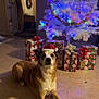 animal, canine, celebration, christmas, christmas_tree, decorations, dog, festive, floor, gift_box, holiday, holiday_season, indoor, lights, pet, presents, red, santa_hat, tile, white