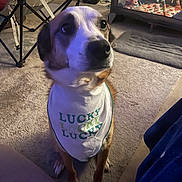 Ruby Rose joined the competition — help win amazing prizes! animal, attention, bandana, brown, canine, carpet, companion, cozy, cute, dog, domestic, floor, furniture, indoor, mammal, pet, playpen, sitting, toy, white