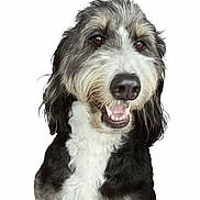 Rocket is registered to the contest to win money with this photo: animal, black_fur, canine, closeup, cute, dog, domestic, face, fluffy, friendly, fur, gray_fur, happy, isolated, mammal, pet, portrait, smiling, studio, white_fur